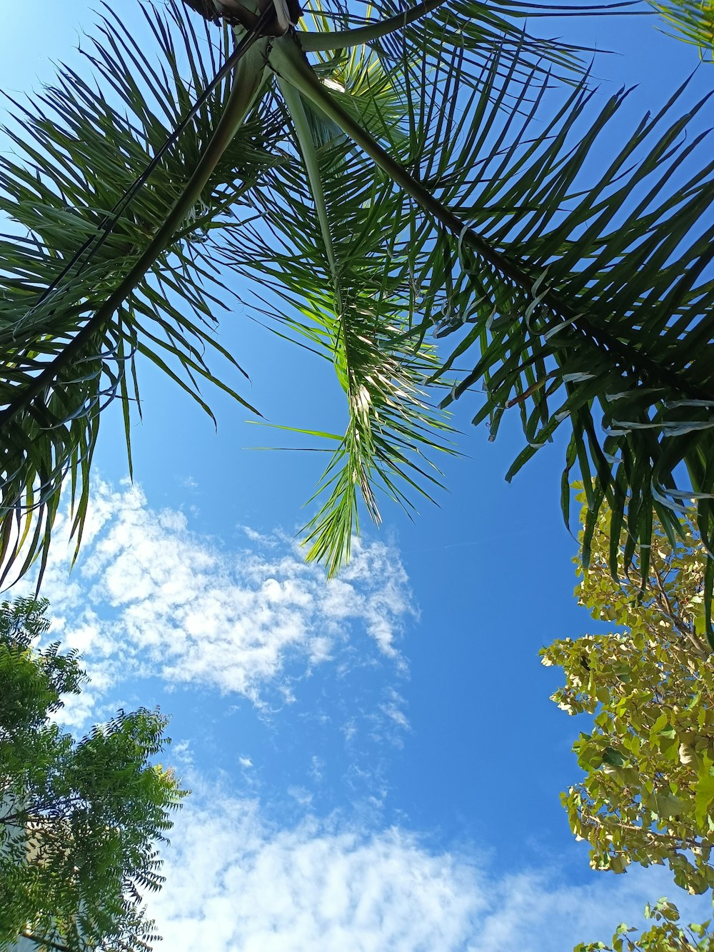 a palm tree with a blue sky in the background