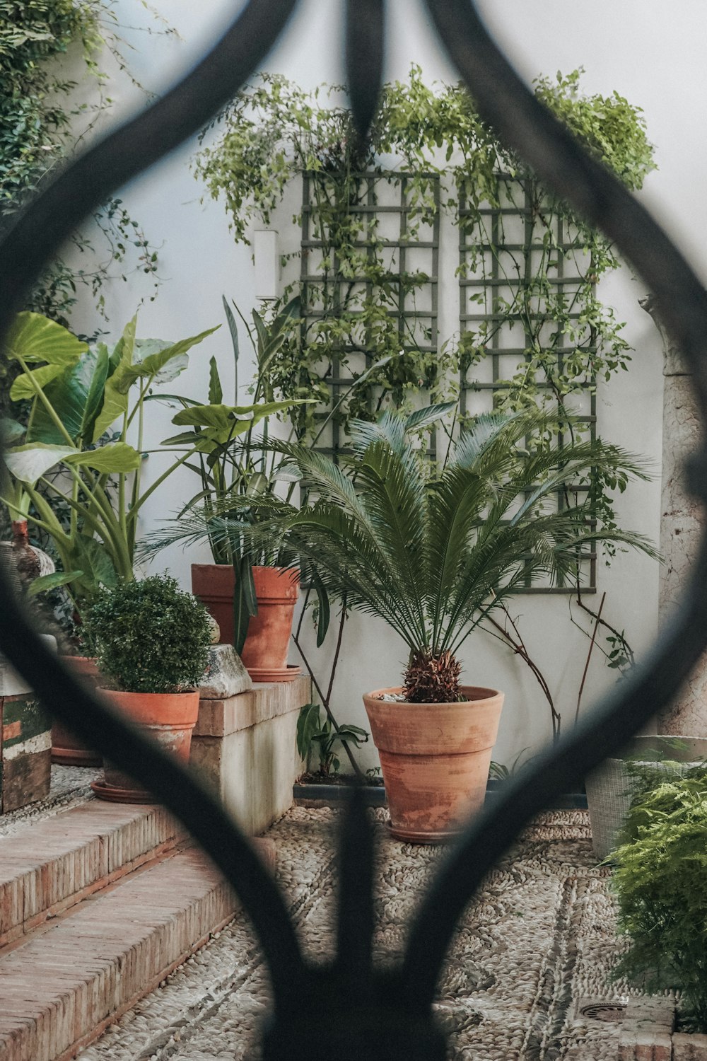 a group of potted plants sitting next to each other