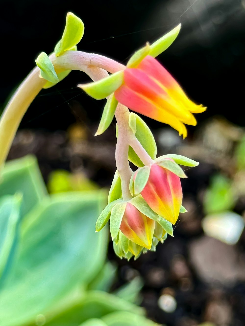 a close up of a flower on a plant