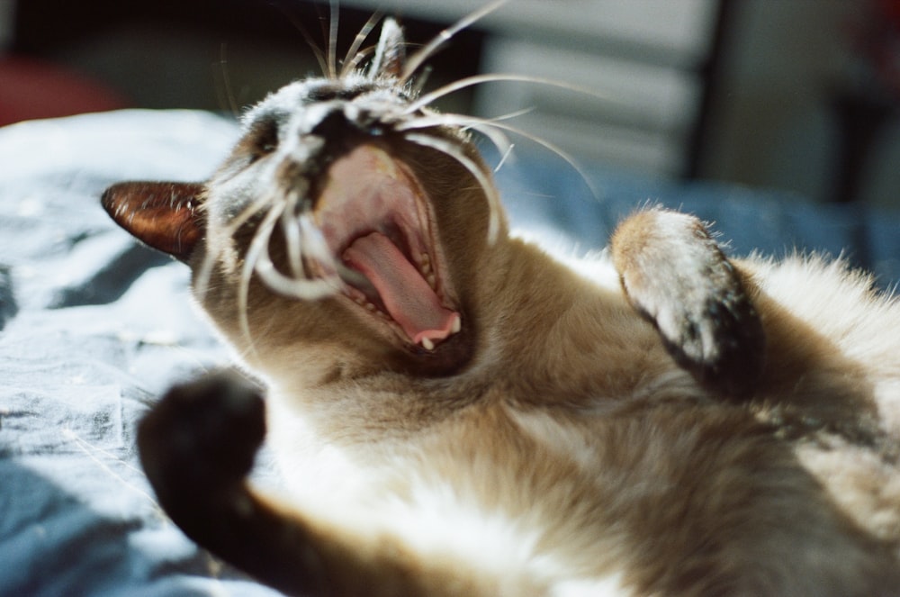 a cat yawns while laying on a bed