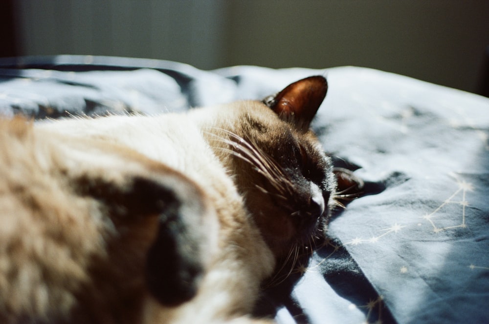 a cat sleeping on a bed with its eyes closed