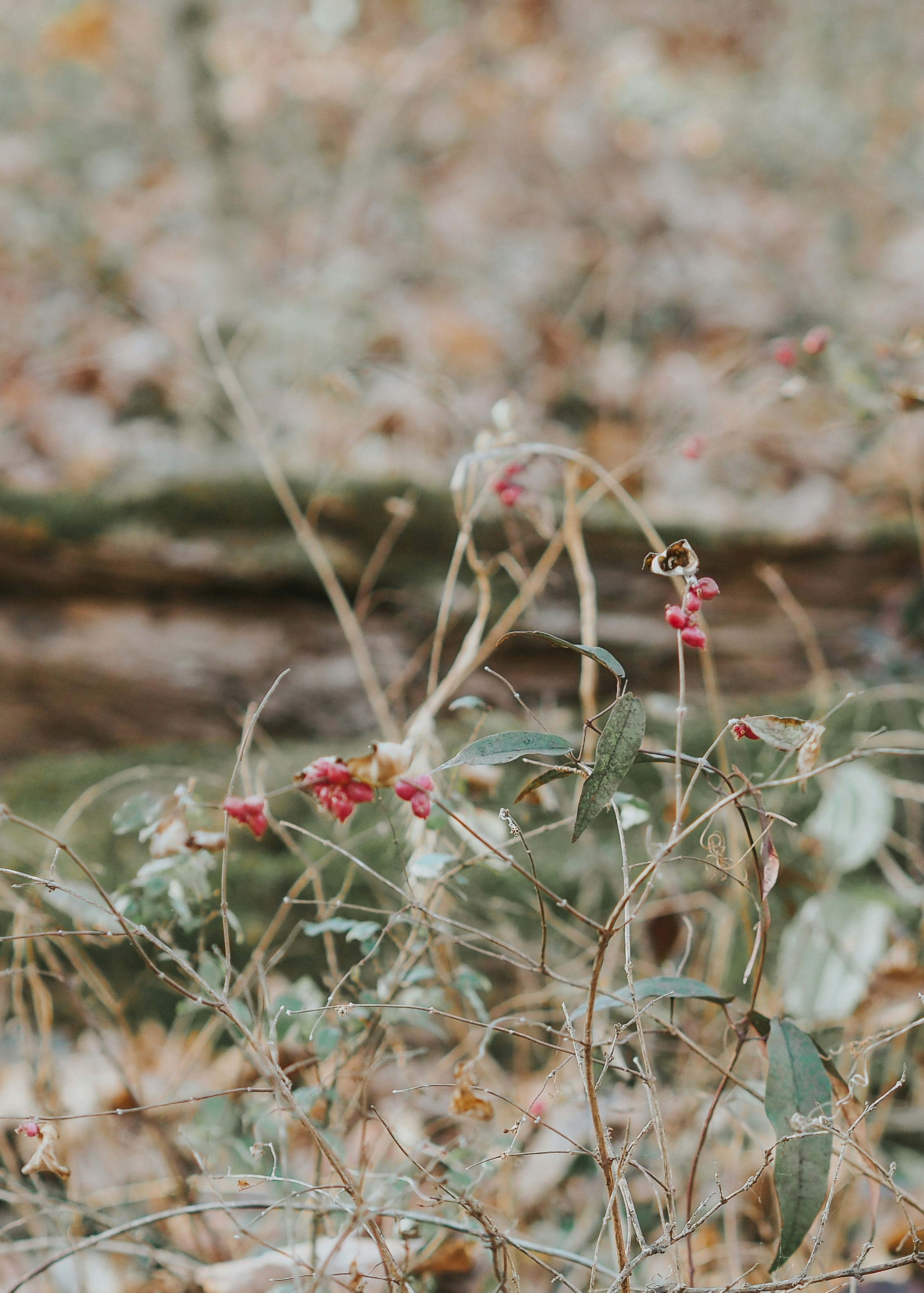 Photo by fieldworkframes