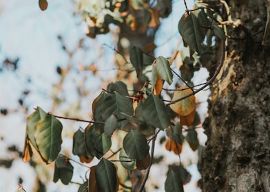 Illustration of flexible subgraph versioning with multiple branches and updates.