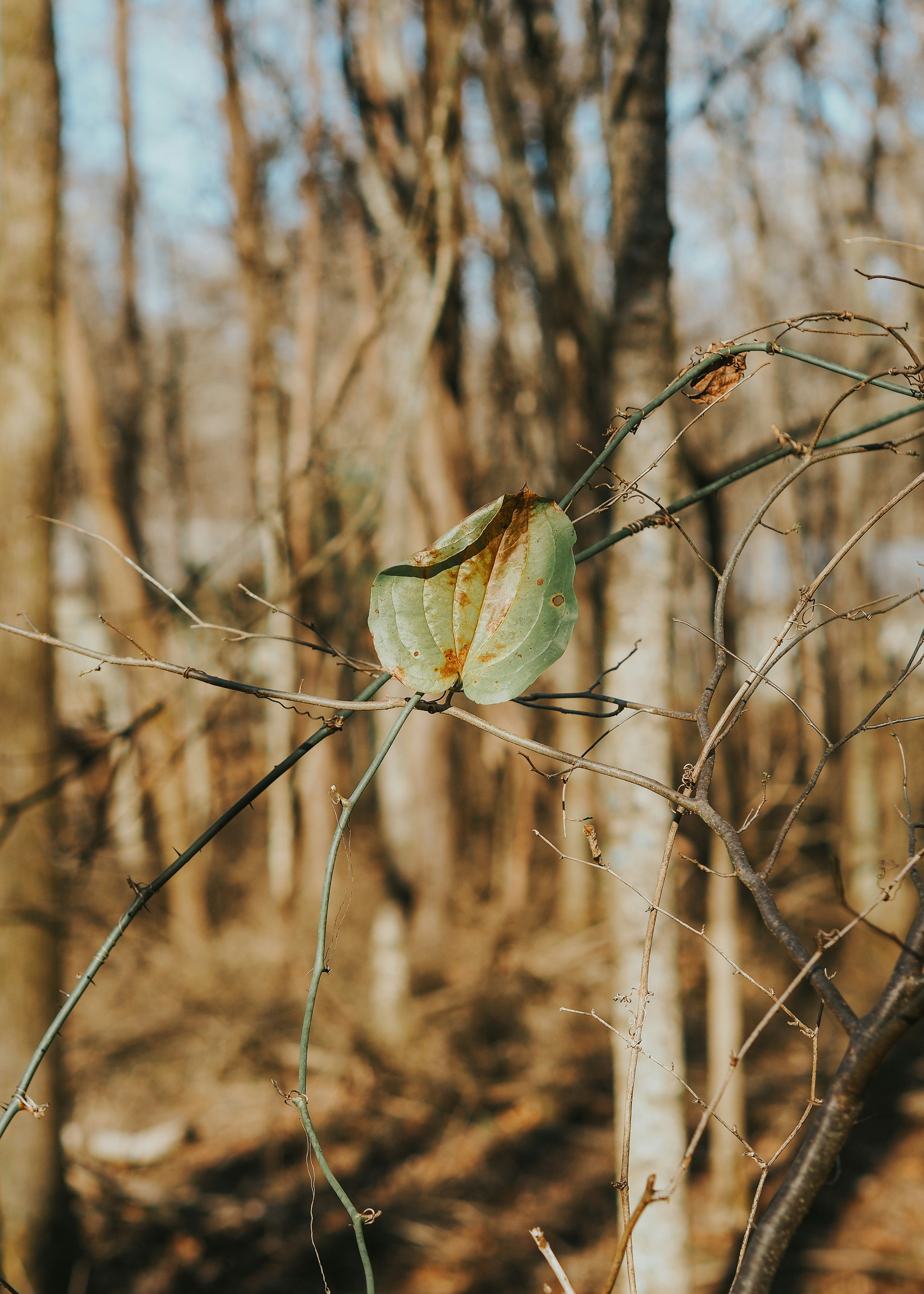 Photo by fieldworkframes