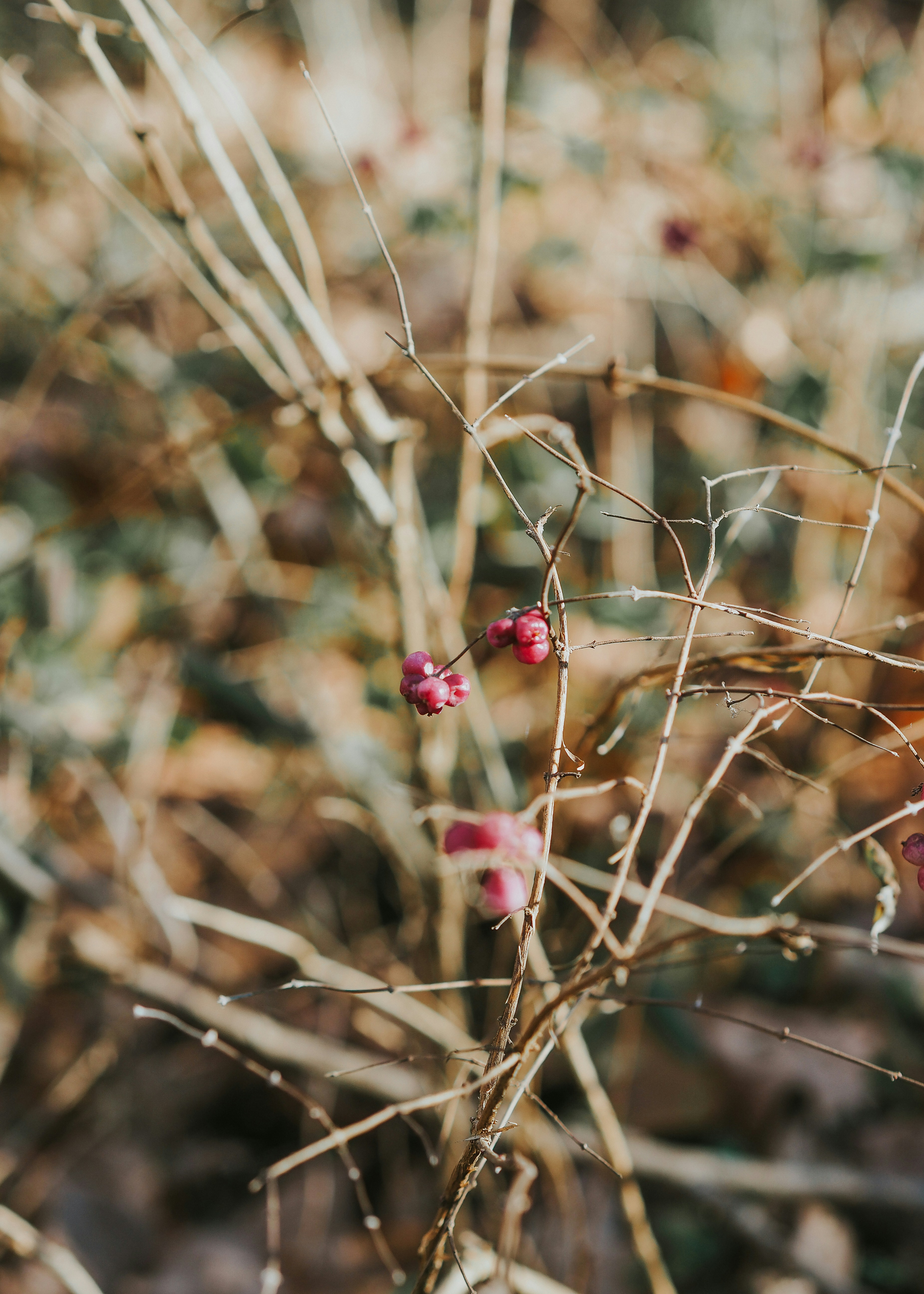 Photo by fieldworkframes