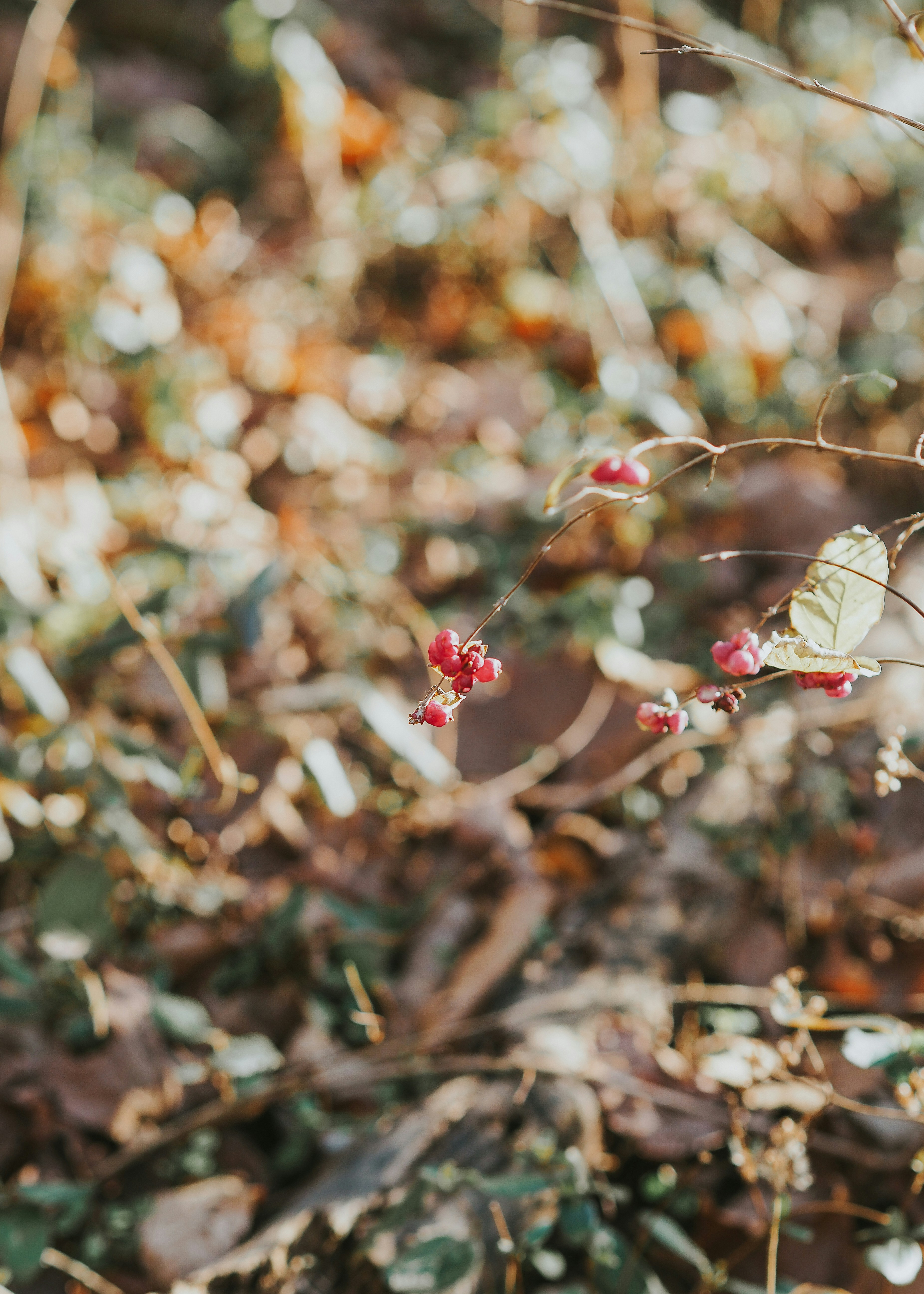 Photo by fieldworkframes