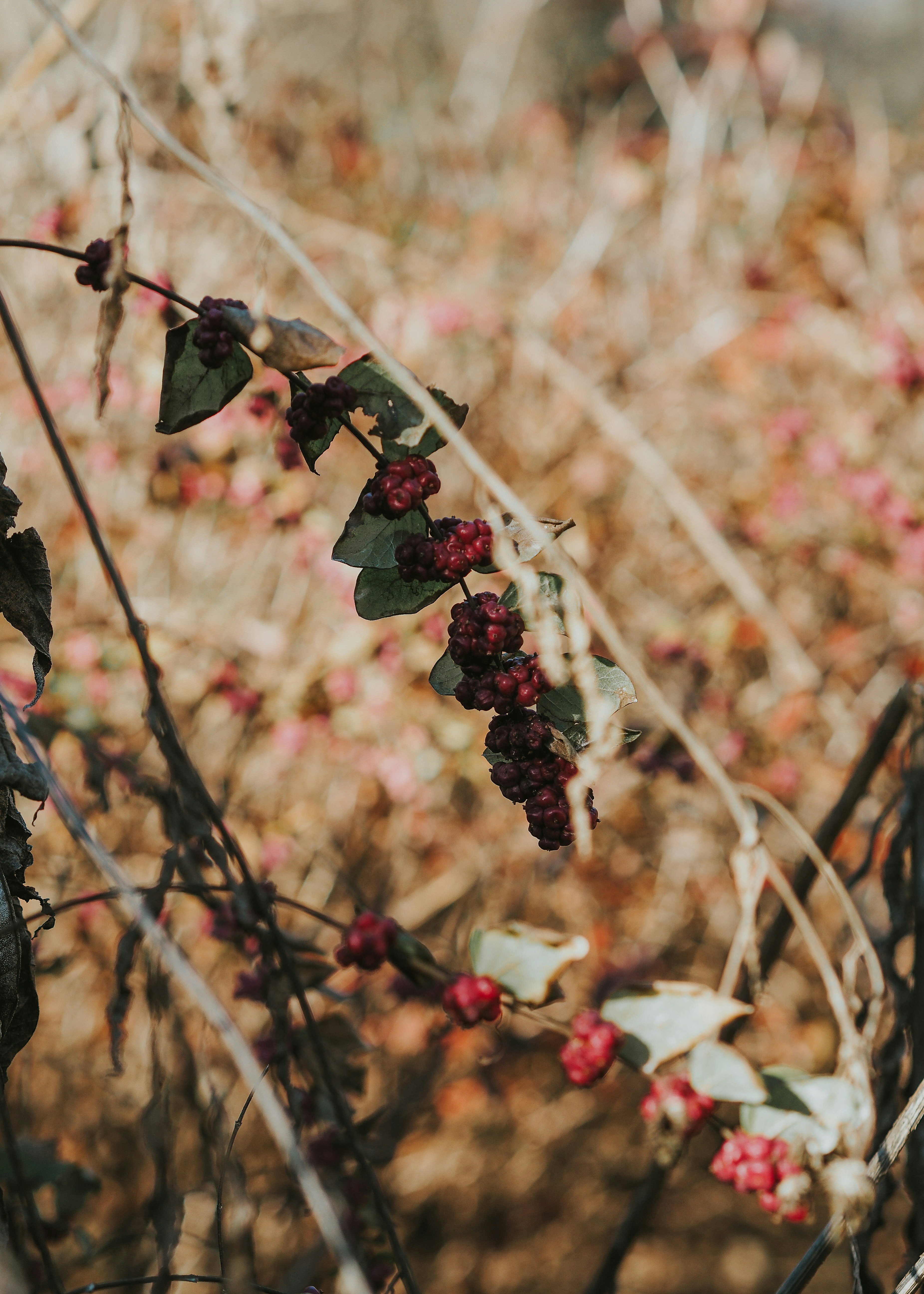 Photo by fieldworkframes