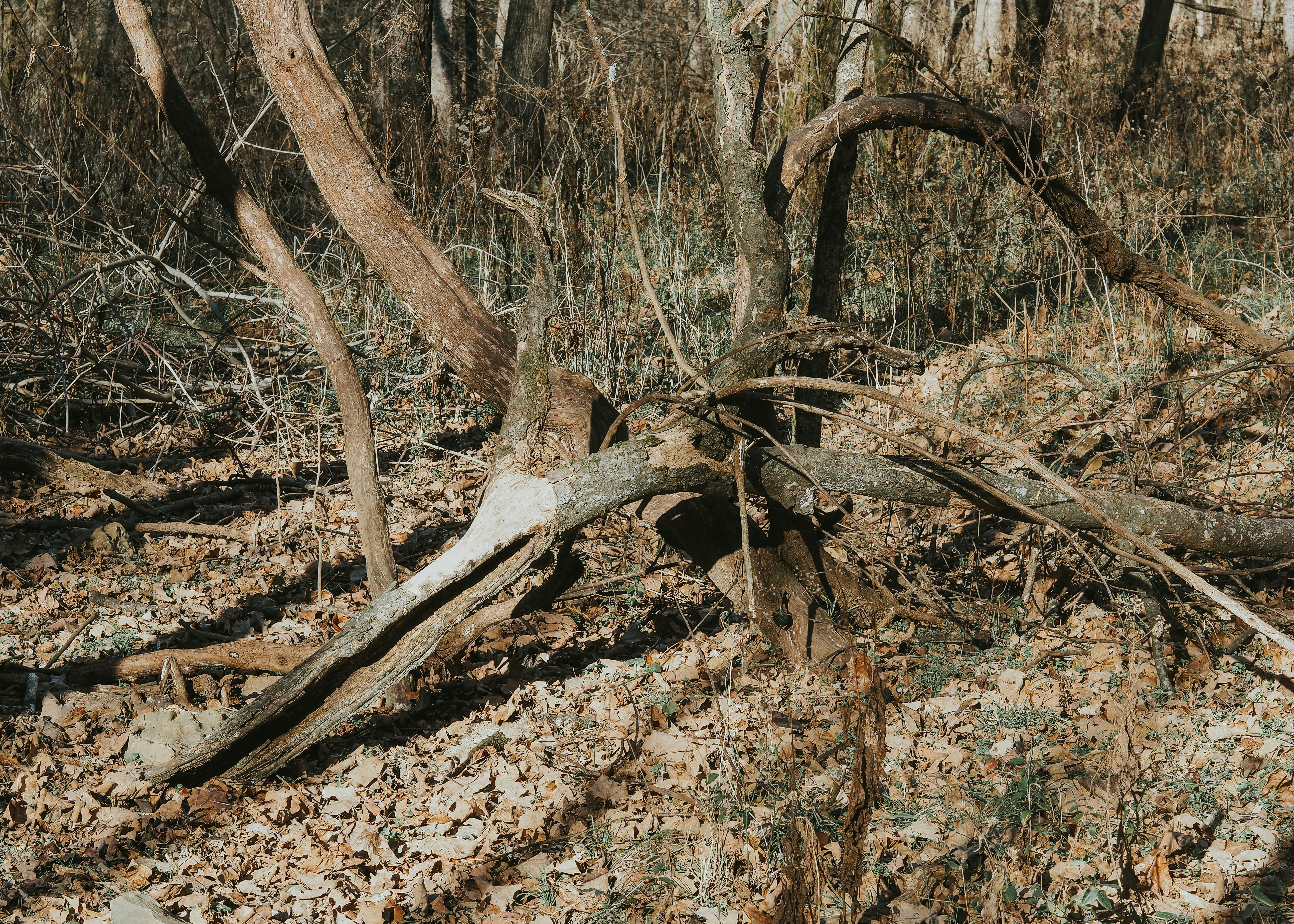 Photo by fieldworkframes