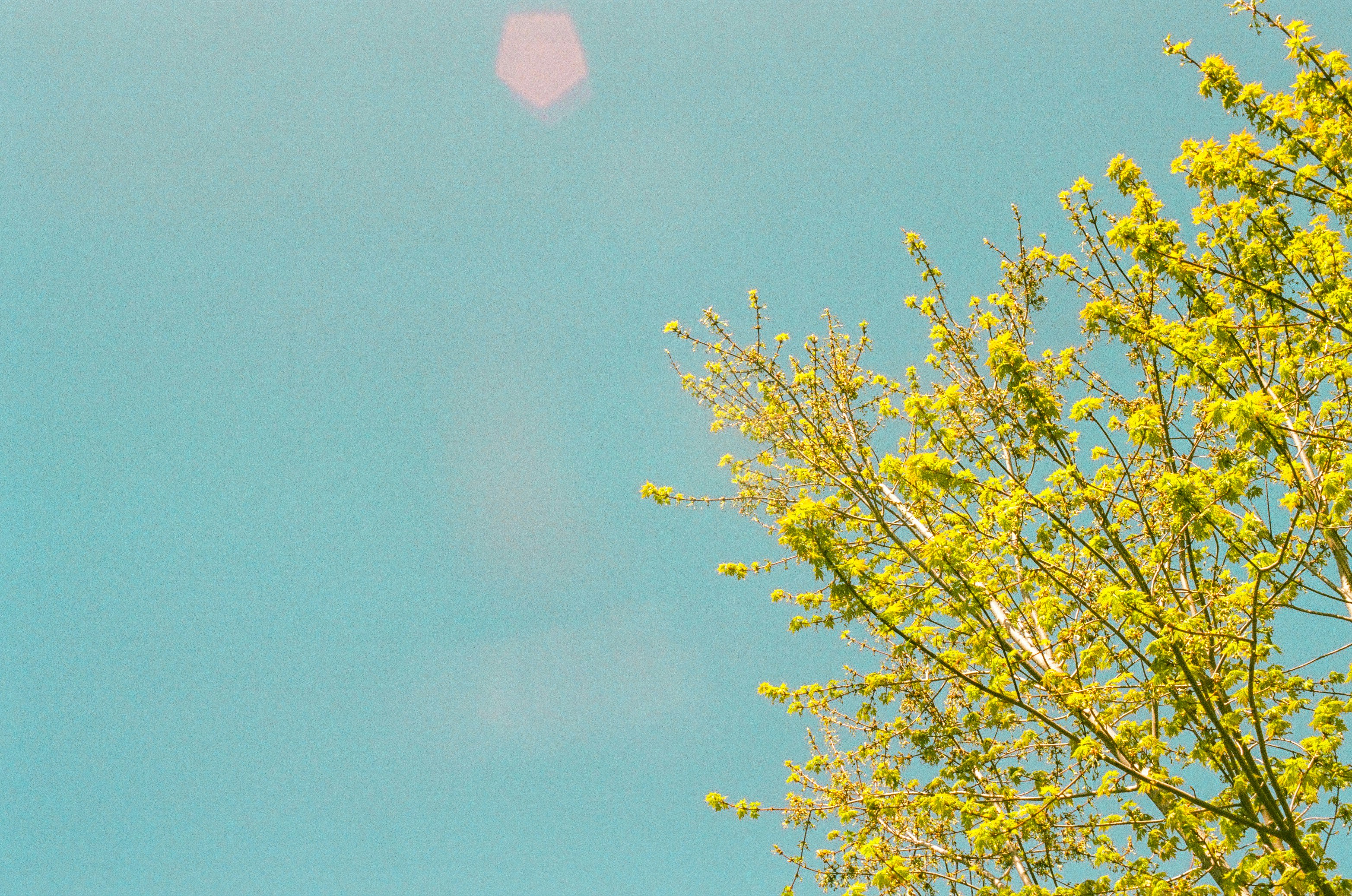 a tree with green leaves against a blue sky