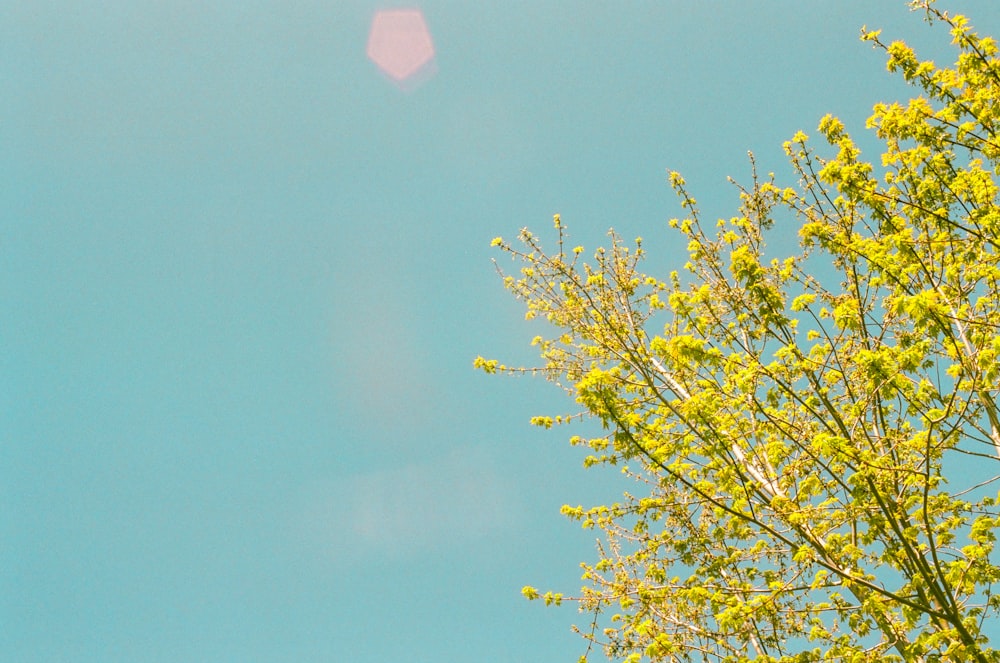 a tree with green leaves against a blue sky