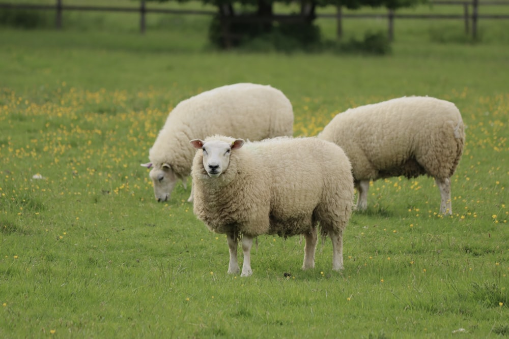 a herd of sheep grazing on a lush green field