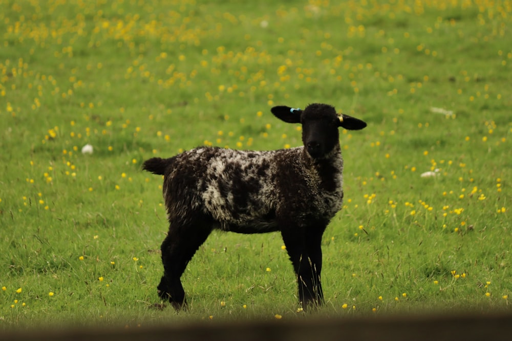 a black and white sheep standing in a field