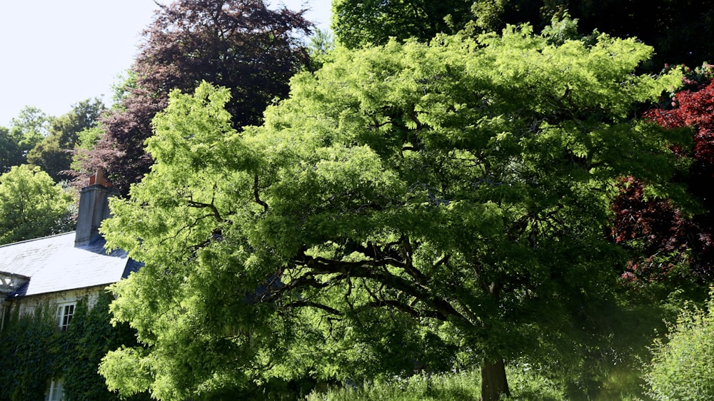 a large green tree sitting next to a lush green forest