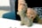 A person is sculpting a small clay figure of a dog with basic features and smooth texture. The focus is on the hands and the clay model, with tools used in sculpting visible in the background.