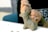 A person is sculpting a small clay figure of a dog with basic features and smooth texture. The focus is on the hands and the clay model, with tools used in sculpting visible in the background.