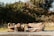 A pair of brown, tufted sofas are abandoned outdoors near a dense, green shrubbery. One sofa is fully visible, while the other is partially wrapped in plastic. The area around the sofas is covered with gravel and scattered debris, and the lighting suggests a sunny day.