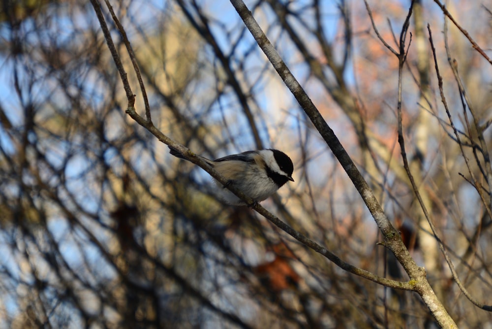 a bird sitting on a branch of a tree