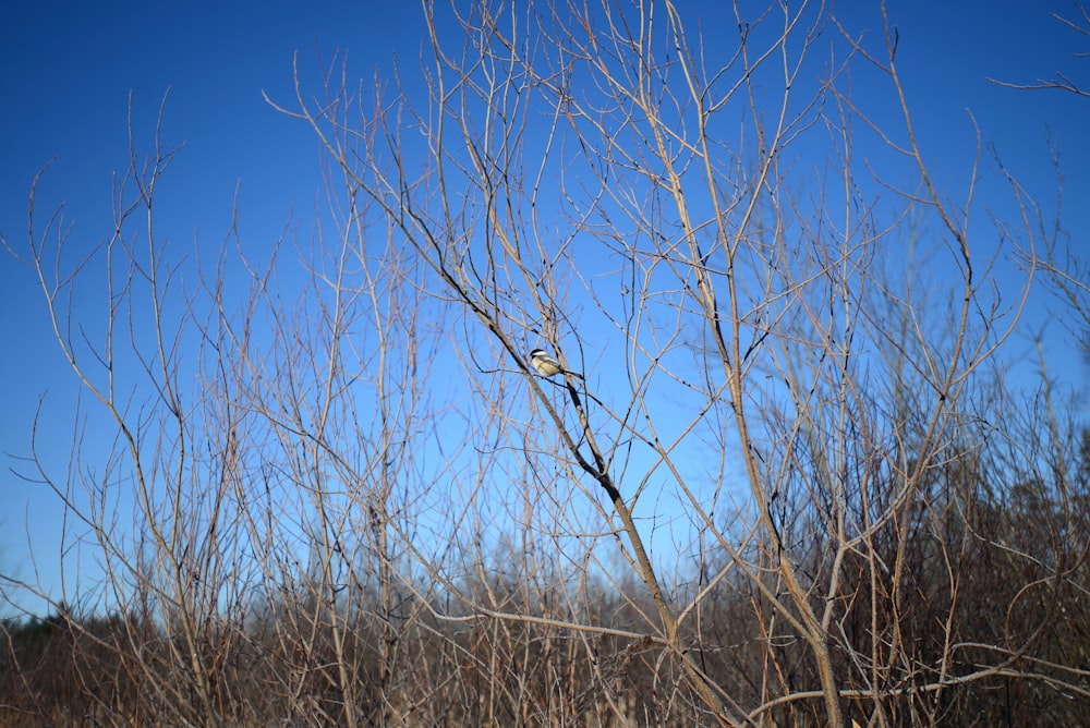 a bird is perched on a tree branch