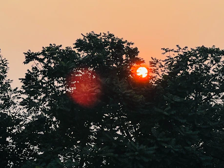 A sunrise breaking through dense jungle foliage, symbolizing new beginnings and strength.