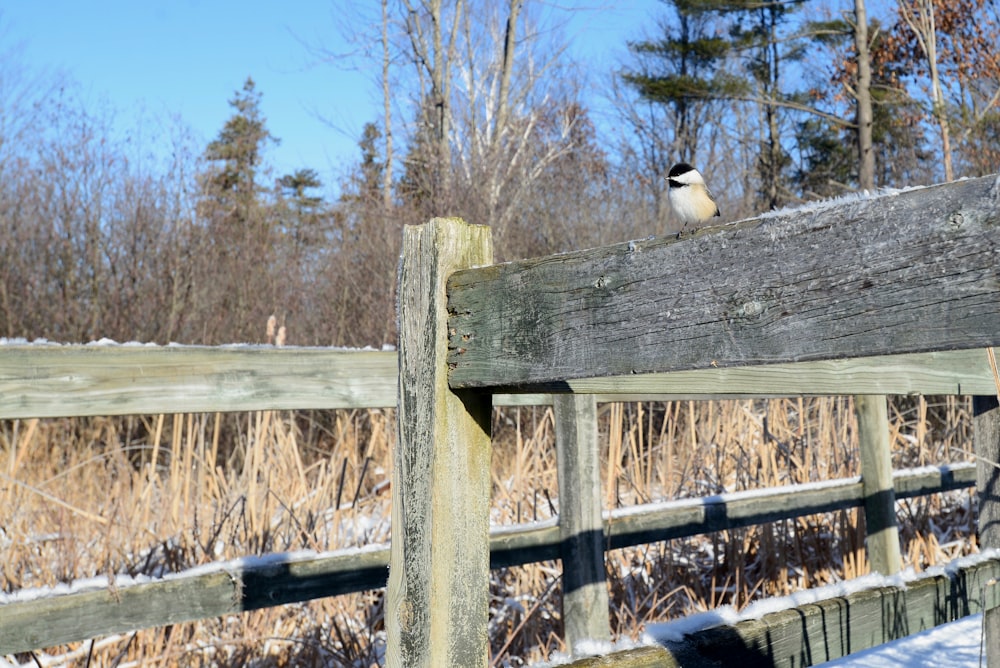 a bird sitting on top of a wooden fence
