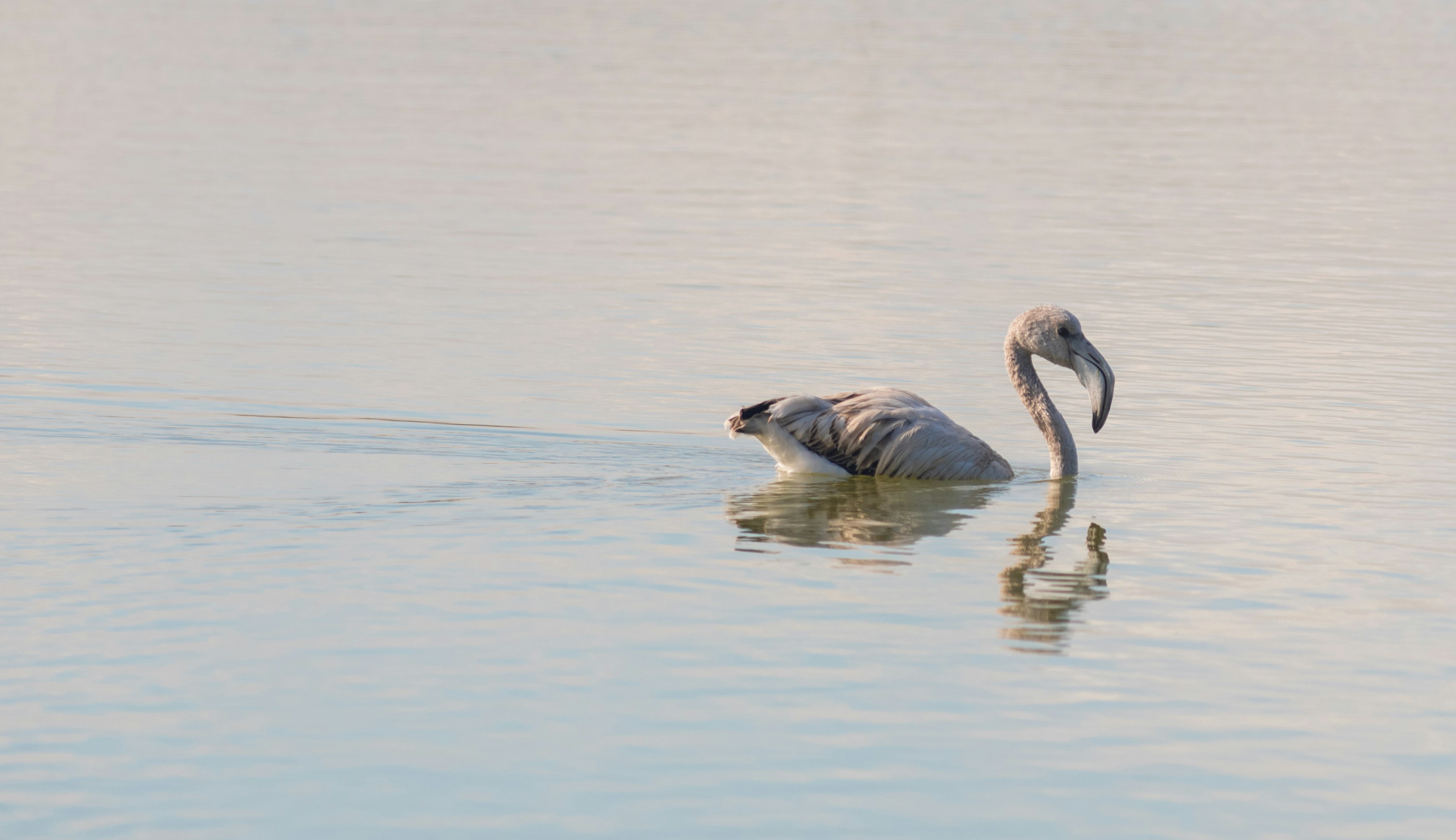 Photo by nataliaraylenegusakova
