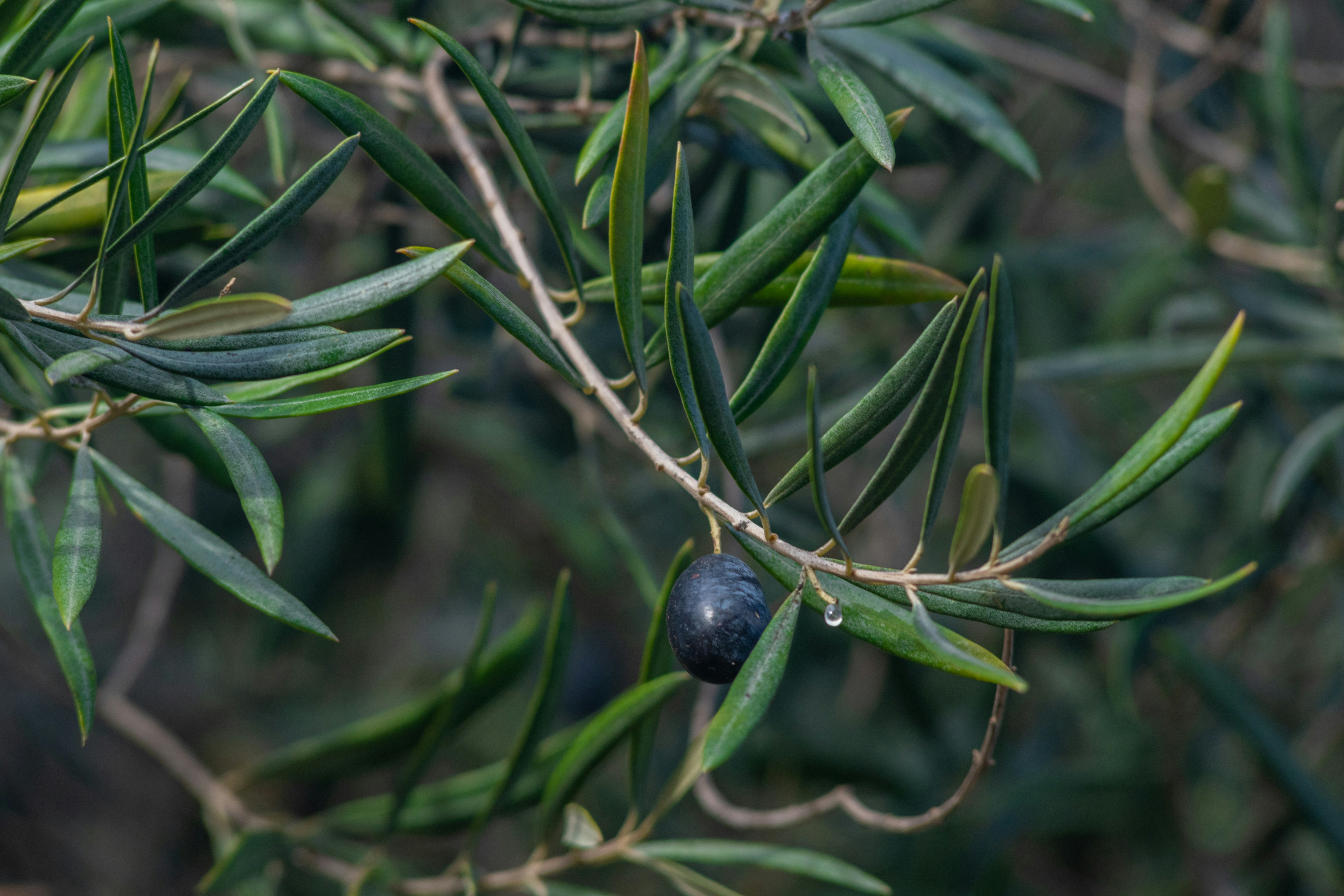 Close-up of an olive branch with leaves and an olive