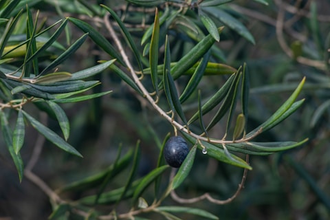 A branch of an olive tree with slender, elongated green leaves and a single dark ripe olive. The texture of the leaves and the olive is detailed and clear, indicating freshness and a natural setting.