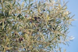 Family members harvesting olives together under a bright blue sky