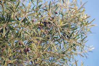 A dense cluster of olive tree branches with green leaves and dark ripe olives, set against a clear blue sky.