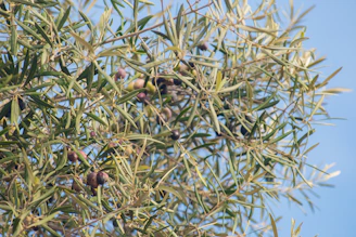 A lush superintensive olive grove with neat rows under a clear blue sky.