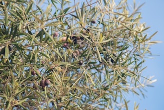 A lush olive grove under a clear blue sky.