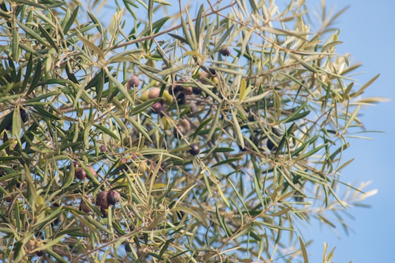 A dense cluster of olive tree branches with green leaves and dark ripe olives, set against a clear blue sky.