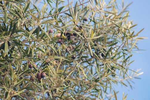 A dense cluster of olive tree branches with green leaves and dark ripe olives, set against a clear blue sky.