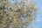 A dense cluster of olive tree branches with green leaves and dark ripe olives, set against a clear blue sky.