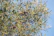 A close-up of a healthy olive tree branch with ripe olives under a clear blue sky.
