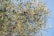 A dense cluster of olive tree branches with green leaves and dark ripe olives, set against a clear blue sky.
