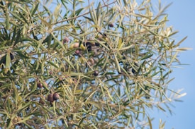 A dense cluster of olive tree branches with green leaves and dark ripe olives, set against a clear blue sky.