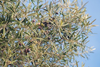 A dense cluster of olive tree branches with green leaves and dark ripe olives, set against a clear blue sky.