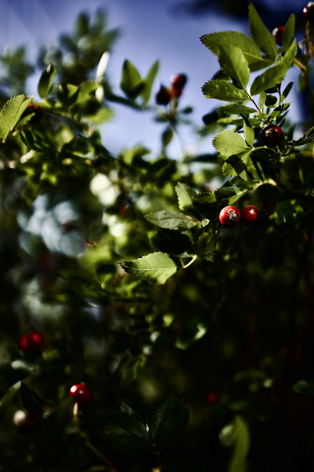 a bush with red berries and green leaves