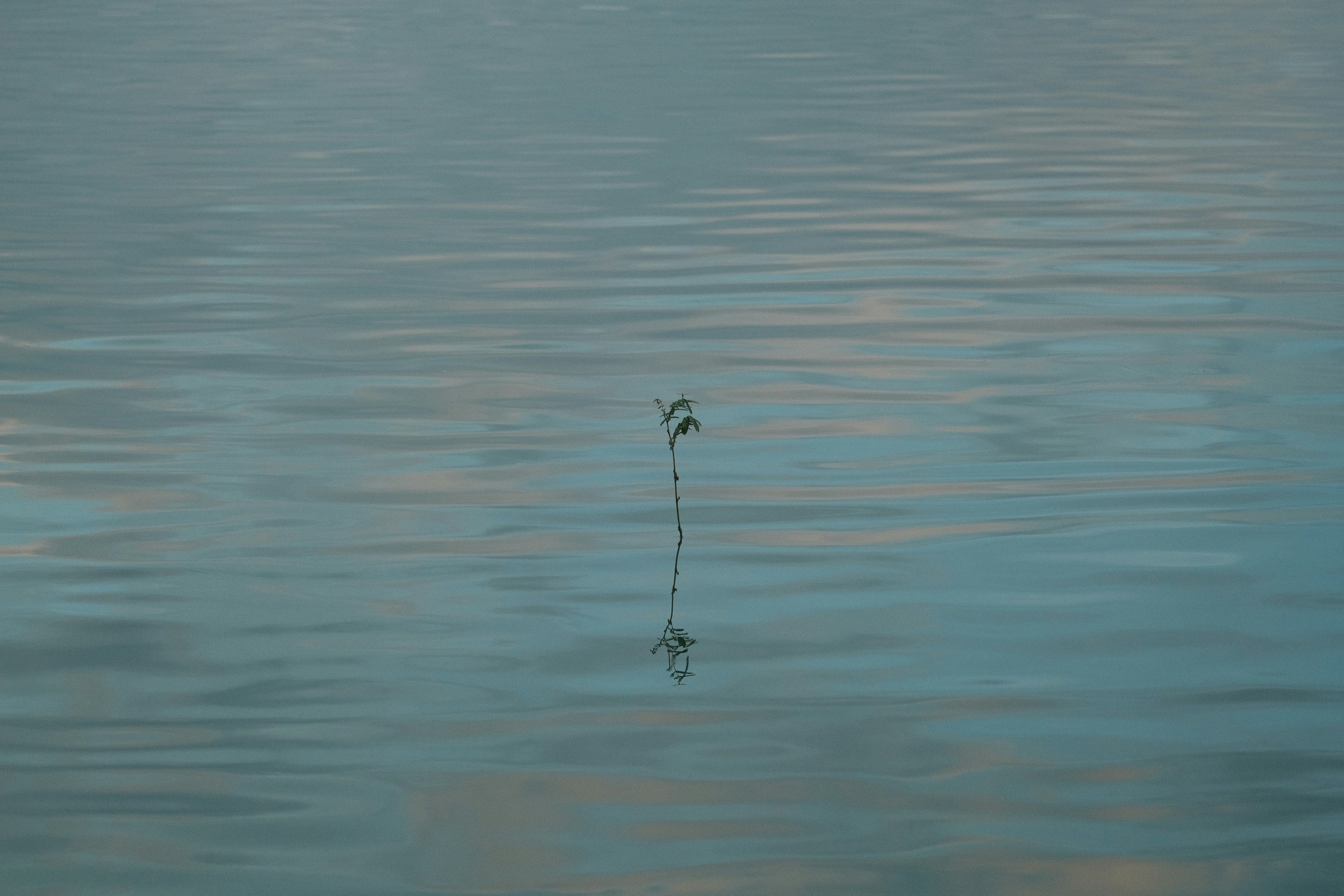 Photo by nguyentrungnguyen