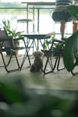 A small, fluffy dog sits on a floor surrounded by metal-framed chairs and tables. The setting resembles a cozy cafe with potted plants and outdoor views. There is natural light coming from outside, giving the scene a relaxed and tranquil ambiance.