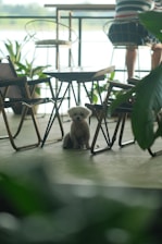 A small, fluffy dog sits on a floor surrounded by metal-framed chairs and tables. The setting resembles a cozy cafe with potted plants and outdoor views. There is natural light coming from outside, giving the scene a relaxed and tranquil ambiance.