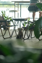 A small, fluffy dog sits on a floor surrounded by metal-framed chairs and tables. The setting resembles a cozy cafe with potted plants and outdoor views. There is natural light coming from outside, giving the scene a relaxed and tranquil ambiance.