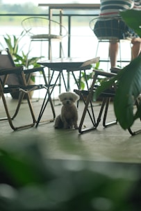 A small, fluffy dog sits on a floor surrounded by metal-framed chairs and tables. The setting resembles a cozy cafe with potted plants and outdoor views. There is natural light coming from outside, giving the scene a relaxed and tranquil ambiance.
