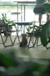 A small, fluffy dog sits on a floor surrounded by metal-framed chairs and tables. The setting resembles a cozy cafe with potted plants and outdoor views. There is natural light coming from outside, giving the scene a relaxed and tranquil ambiance.