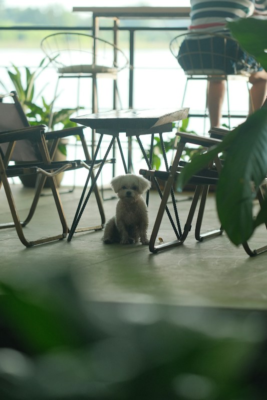 A small, fluffy dog sits on a floor surrounded by metal-framed chairs and tables. The setting resembles a cozy cafe with potted plants and outdoor views. There is natural light coming from outside, giving the scene a relaxed and tranquil ambiance.