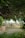 A serene outdoor setting featuring rows of white chairs and tables arranged under a dense canopy of lush greenery. Delicate string lights hang overhead, creating a whimsical atmosphere. The ground is a mix of gravel and grass, bordered by a rustic row of wooden logs.