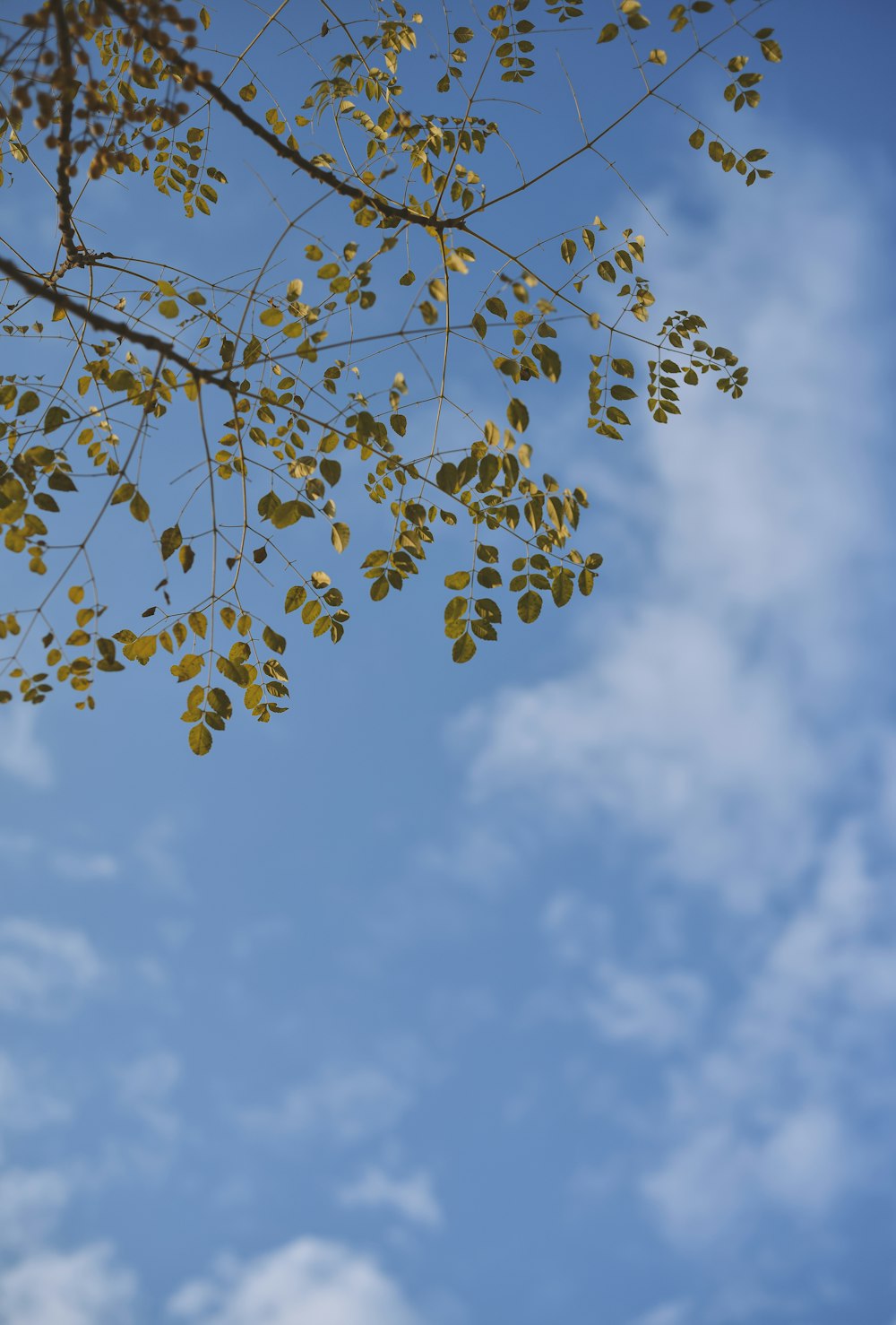 a tree branch with yellow leaves against a blue sky