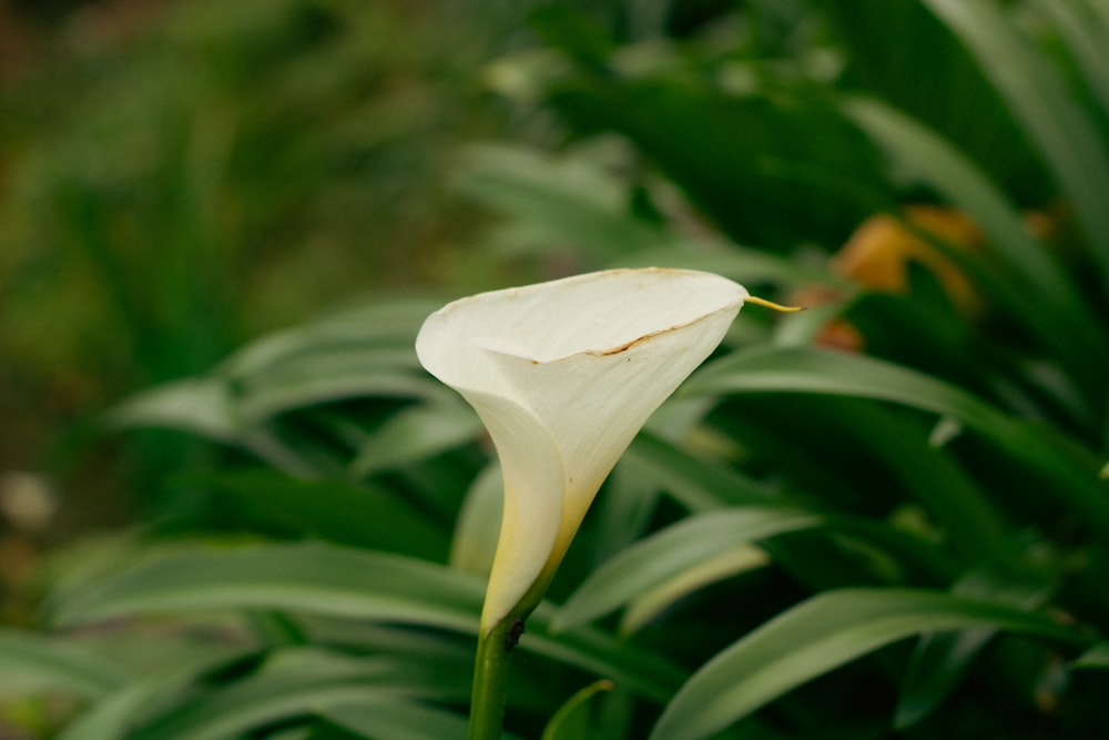 a close up of a white flower on a plant