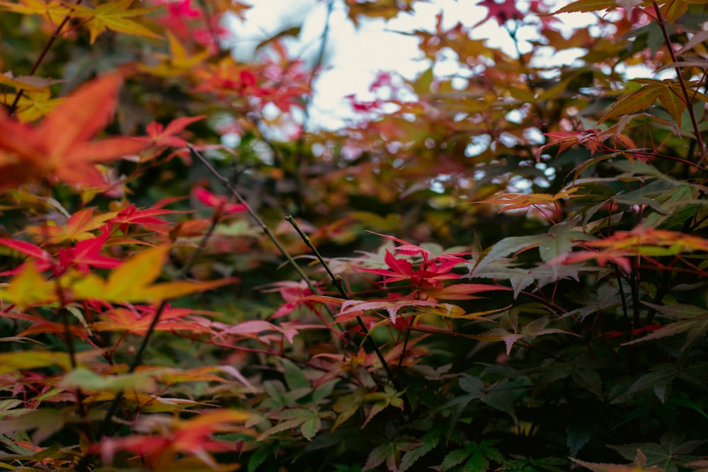 a bush with red and yellow leaves on it